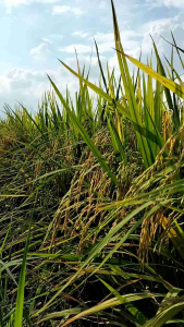 MURAHHH !!!! 1 KG BENIH PADI CIHERANG UNGGULAN