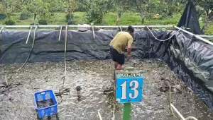 Terpal Tambak hdpe geomembran 300 micron ukuran 6x10 meter ( kolam ikan ) Material Plastic Untuk Kolam Terpal Tahan Air Dan Kuat - Lazada