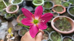 บ.หัวดอกบัวดิน ฟิวเชียร์พิ้ง หัวละ 25 บาท