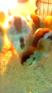 Pur Ayam Pedaging Hi Pro Vite 511