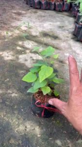 3 cây Sương sâm lông giống củ. Rễ nhiều Giống Cây Nhỏ Phát Triển Tốt Cây Giống Dễ Chăm Sóc - Lazada