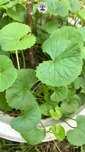 Daun Pegagan Daun Antanan Segar Organik 500 gram