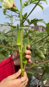 Hạt giống đậu bắp xanh - Tỷ lệ nảy mầm 95% - Sản phẩm từ Hat giông xanh-win