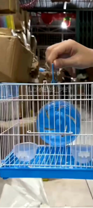 Kandang hamster 04/Rumah Hamster /Tempat tinggal hamster Murah -Bonus makanan hamster