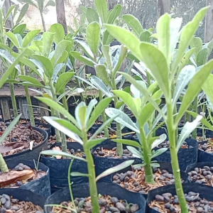 BIBIT ADENIUM KAMBOJA JEPANG MURAH