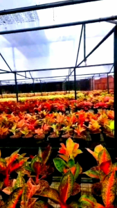 MEDIA TANAM AGLAONEMA PREMIUM SIAP PAKAI