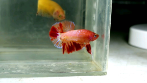 Amargeddon Vanda Halfmoon Plakat HMPK Betta Fish / Ikan Laga/ 斗鱼 (Not random fish）7