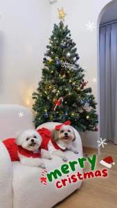 กระโปรงแดง Christmas สัตว์เลี้ยง ชุดคริสต์มาส ชุดเซท 3ชิ้น น่ารักสุดๆพร้อมส่งจากไทย SK-007