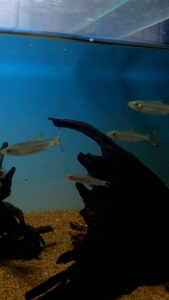 Brilliant Scissortail Rasbora/Rasbora Caudimaculata/Ornamental fish/Freshwater/Readystock