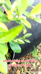 cây giống chanh chùm tứ quý loại cây cho trái nhiều nhất hiện nay