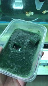 อาหารปลาบอลลูนสูตรพุดดิ้งโปรตีนสูงถึง60%เร่งสีเร่งโตใช้แล้วน้ำไม่ขุ่น UPGRADE Pudding Feed