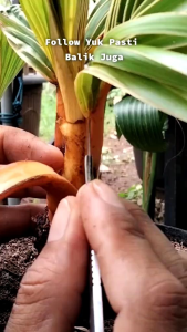 Bahan Bonsai Kelapa Berkarakter