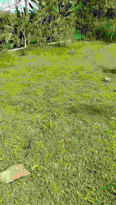 JARING KUTILANG JARING CANGKURILANG JARING GENTILANG JARING 2 INCI JARING 2 IN JARING 2 INCHI JARING BURUNG KUTILANG JALA PIKAT KUTILANG JALA PUKAT KUTILANG JARING JALA TILANG JALA JEBAK BURUNG KUTILANG JALA JEBAK JARING BURUNG HITAM JARING