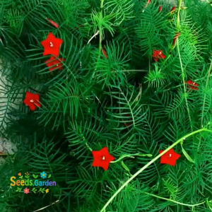 25 BUTIR BIJI/BENIH BUNGA SANGGA LANGIT MIXED