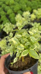 #ต้นเพรมน่าด่างไต้หวัน (Premna Taiwan) เป็นต้นไม้ที่นิยมนำมาทำบอนไซ #เพรมน่าด่าง" เป็นชื่อเรียกของต้นไม้ชนิดหนึ่งที่มีใบด่าง (สีเขียวสลับสีขาวหรือสีเหลือง) ซึ่งเป็นที่นิยมนำมาทำเป็นบอนไซ(ต้นไม้ดัด) เนื่องจากเลี้ยงง่ายและมีใบที่สวยงาม. นอกจากนี้ยังมีความเช