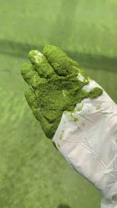 (50กรัม)ไข่ผำอบแห้ง ออแกนิก มีใบตรวจสารอาหารและสารปนเปื้อน