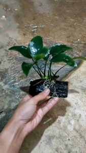 Anubias Nana Ukuran Besar & Media Kayu Rentek Aquascape
