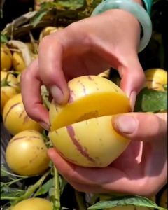Selamat Datang Ditoko Kami Bibit Buah Pepino Ungu Buah ini Dari Amerika Buah Pepino Adalah Buah Asli Andes Amerika Selatan karena rasa dan teksturnya yang mirip dengan melon dan mentimun. Buah ini memiliki berbagai manfaat kesehatan