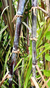 อ้อยดำ อ้อยยา ตัดท่อนสด 1 มัด ( มี 25 ท่อน)