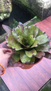 Neoregelia Shamrock 積水风梨