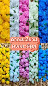 ดอกมะลิ ดอกมะลิวันแม่ ดอกมะลิบาน ดอกมะลิตูม หัวดอกมะลิ มะลิผ้า