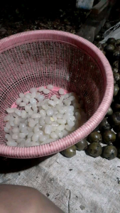 kolang kaling bulat utuh kolang kaling muda empuk 1 kg