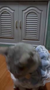 ผ้าพันคอโบว์ รูปลักษณ์ ปลอกคอ สุนัข ไฮโซ สต็อกในไทย ส่งไวทางอากาศ