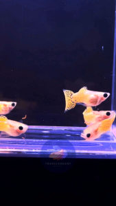 GUPPY YELLOW LACE SHORT BODY GLASS BELLY PAIR (GRADE)