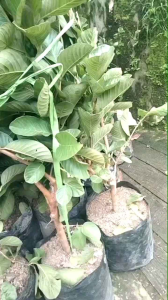 bibit jambu kristal putih super cepat berbuah okulasi