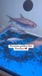 NEO BOASHAN MAHSEER PREMIUM BLUE GOLDEN