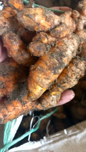 KUNYIT SEGAR BUMBU MASAK 1KG