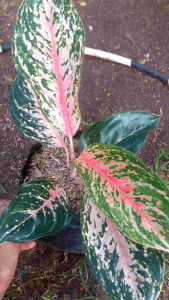 Tanaman Hias Aglonema Red Pickok
