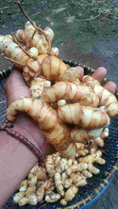 Kunyit putih Segar Tradisional (500 Gram) Tubuh jadi sehat maksimal