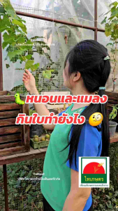 มุ้งไนล่อนสีฟ้า 16 ตา (กระชัง ล้อมรั้ว กันแมลง) ขนาด 250ซม.x25หลา