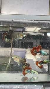 🔥NEW🔥 RED DRAGON BDS HM Halfmoon 🇻🇳🇻🇳Guppy Fish (PREMIUM TOP GRADE) (STRAIN RARE)