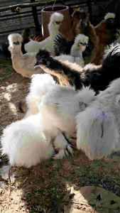 ไข่เชื้อชิลกี้สำหรับฟัก 5 ฟอง ลูกไก่ 5 สิ่งมีขนาดน้อยหลายวัน