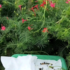 (KEMASAN PREMIUM) BIJI | BENIH BUNGA SANGGA LANGIT MIX ( isi -+100 butir)