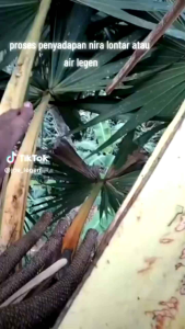 Legen KHAS TUBAN isi 15ml Diproses Dari Pohon Ketika Ada Pesanan Barang Segar Tahan 7-15 Hari