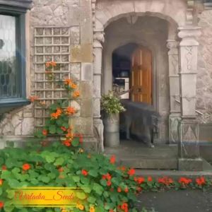 [Virladia Seeds] 8 Biji Benih Bunga Nasturtium mix Color