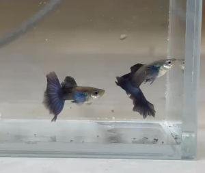 Guppy black blue halfmoon big dorsal(1 pair)
