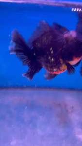 THAILAND ORANDA GOLDFISH LION HEAD 12-13cm RM438 per fish