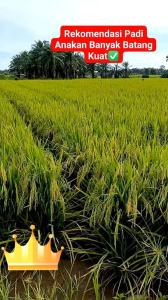 Benih Padi IMPARI 32 JUMBO SUPER Kemasan 1kg