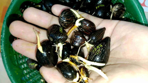 kecambah sawit verietas ppks dxp 239 / bersertifikat