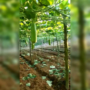 10 BUTIR BIJI BENIH TANAMAN LABU AIR MANISA