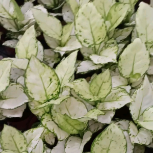 Aglonema Super White: Tanaman Interior yang Cantik