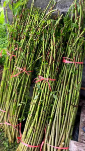 Bibit Telo Papua Kaya Nutrisi & Pakan Ternak Panjang 30 cm