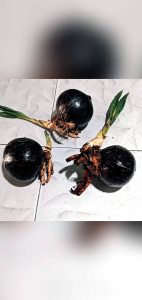 ต้นมะพร้าวไฟก้านส้ม ขัดเคลือบเงา พร้อมยึดกะลาไว้กับลำต้น ไปลงกระถางสวยๆทำบอนไซแคระ