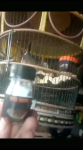 Pil RAJA GACOR isi 50 pil untuk burung perkutut meningkatkan volume suara menyembuhkan burung macet dengan bio ginseng garansi uang kembali.