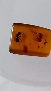 รอบที่-4 ก-28 อำพันพม่าแบบมีแมลง อำพันแท้ 100%