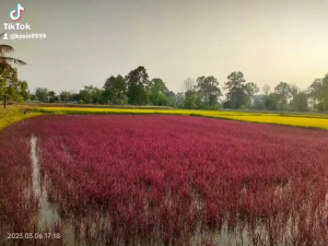 ข้าวสีชมพู(Pink Lady) 100 กรัม - การแสดงราคา 100 กรัม